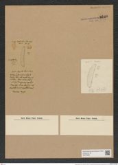 Euodia etriata Gr. et St. (de-Toni-Nr.: Genus 210, Species 5287) Zeichnungen Sammlung Grunow Nr. 9100 (NHMW-BOT-W0378860)